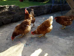 chicknes at le pressoir